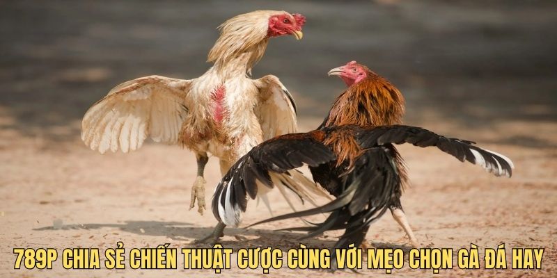 789P chia sẻ nhiều chiến thuật cược cùng với mẹo chọn gà đá hay