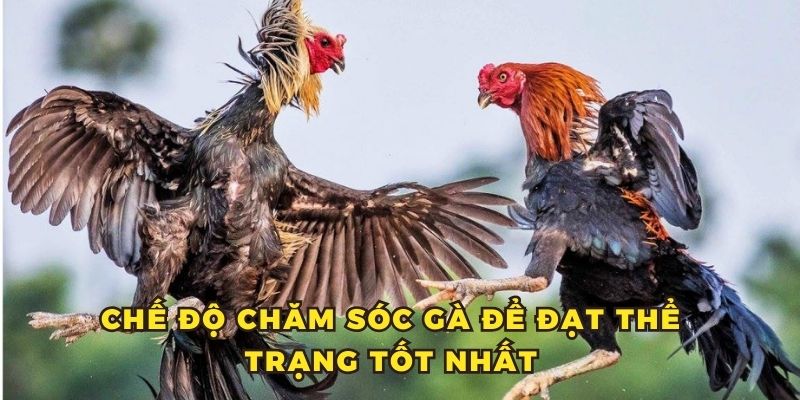 Chế độ chăm sóc gà để chúng có thể trạng sung mãn