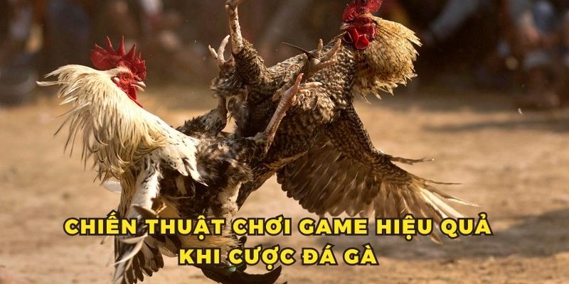 Chiến thuật cược chọi gà trực tuyến chiến thắng