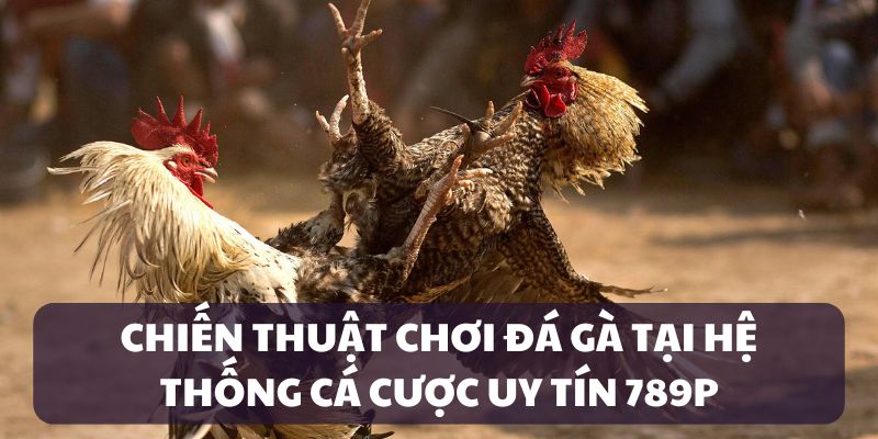 Áp dụng chiến thuật cược gà chọi tại 789P