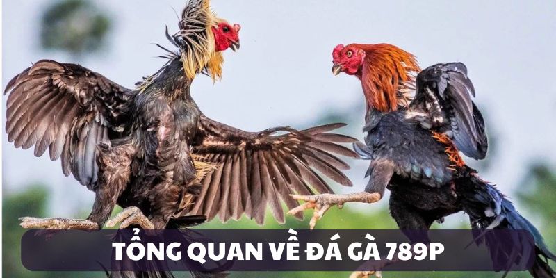 Giới thiệu đá gà 789P