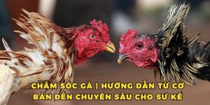 Chăm Sóc Gà - Hướng Dẫn Từ Cơ Bản Đến Chuyên Sâu Cho Sư Kê