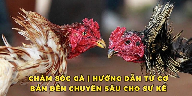 Chăm Sóc Gà - Hướng Dẫn Từ Cơ Bản Đến Chuyên Sâu Cho Sư Kê