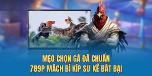 Mẹo chọn gà đá chuẩn - 789P mách bí kíp sư kê bất bại