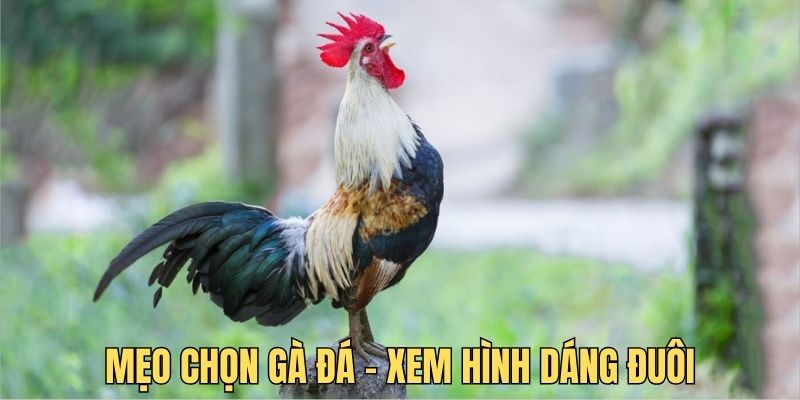 Mẹo chọn gà đá - Xem hình dáng đuôi của chiến kê