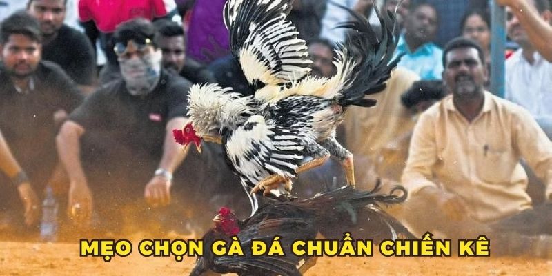 Những mẹo chọn con giống trong cách chăm sóc gà